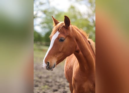 Hanoverian, Mare, 3 years, 15.2 hh, Chestnut-Red