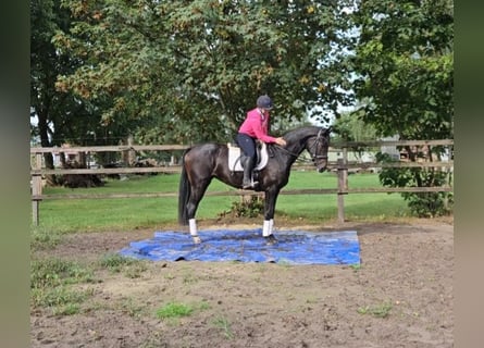 Hannoveraner, Stute, 3 Jahre, 15,3 hh, Dunkelbrauner