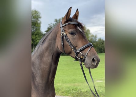 Hanoverian, Mare, 3 years, 15,3 hh, Brown