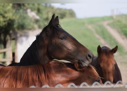 Hanoverian, Mare, 3 years, 15 hh, Bay-Dark