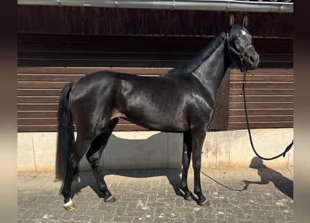 Hanoverian, Mare, 3 years, 15,2 hh, Bay-Dark
