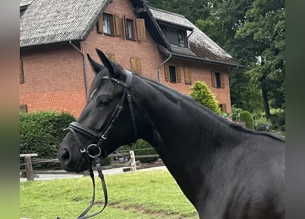 Hanoverian, Mare, 3 years, 15,2 hh, Black