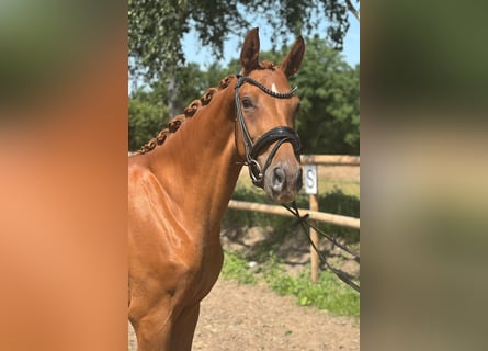 Hanoverian, Mare, 3 years, 15,2 hh, Chestnut-Red
