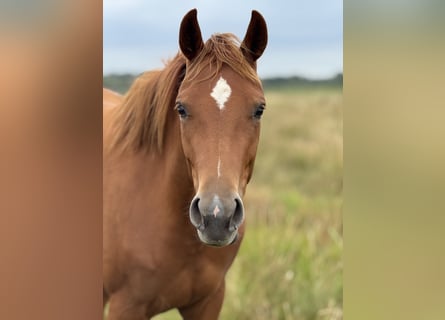 Hanoverian, Mare, 3 years, 15,2 hh, Chestnut-Red Hanoverian, Mare, 3 years, 15,2 hh, Chestnut-Red