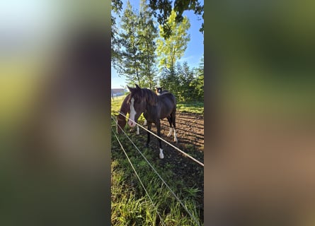Hanoverian, Mare, 3 years, 15,2 hh, Smoky-Black