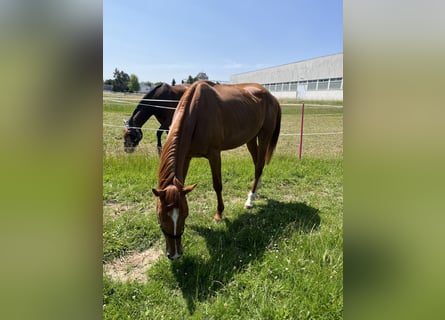 Hanoverian, Mare, 3 years, 15,3 hh, Chestnut-Red