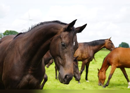 Hanoverian, Mare, 3 years, 16,1 hh, Bay-Dark