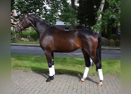 Hannoveraner, Stute, 3 Jahre, 16,1 hh, Dunkelbrauner