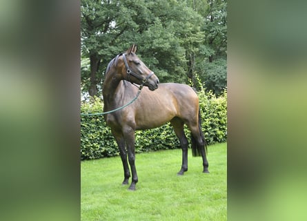 Hannoveraner, Stute, 3 Jahre, 16,1 hh, Dunkelbrauner