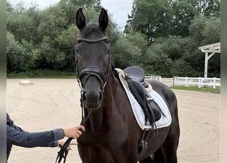 Hanoverian, Mare, 3 years, 16.1 hh, Black