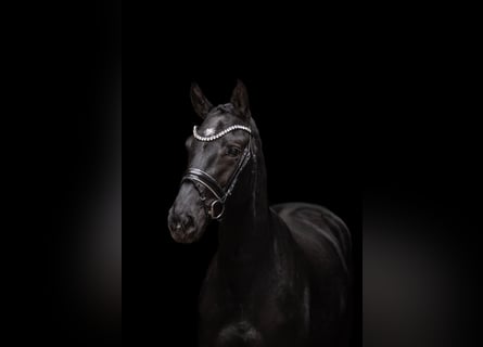 Hanoverian, Mare, 3 years, 16.1 hh, Black