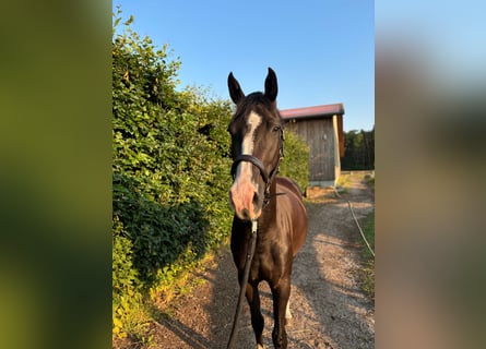 Hanoverian, Mare, 3 years, 16,1 hh, Black