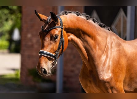 Hanoverian, Mare, 3 years, 16.1 hh, Brown