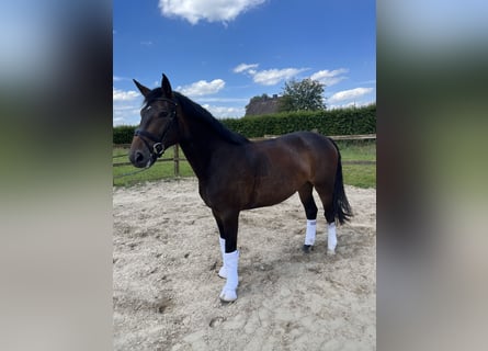 Hanoverian, Mare, 3 years, 16,1 hh, Brown