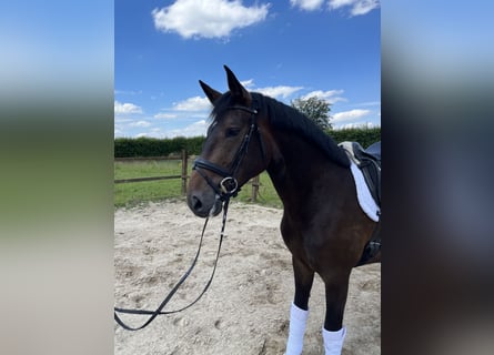 Hanoverian, Mare, 3 years, 16.1 hh, Brown