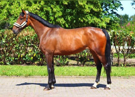 Hanoverian, Mare, 3 years, 16.1 hh, Brown