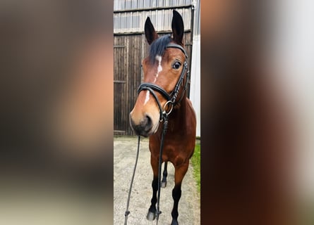 Hanoverian, Mare, 3 years, 16,1 hh, Brown