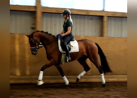 Hanoverian, Mare, 3 years, 16.1 hh, Brown