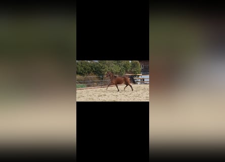 Hanoverian, Mare, 3 years, 16.1 hh, Brown