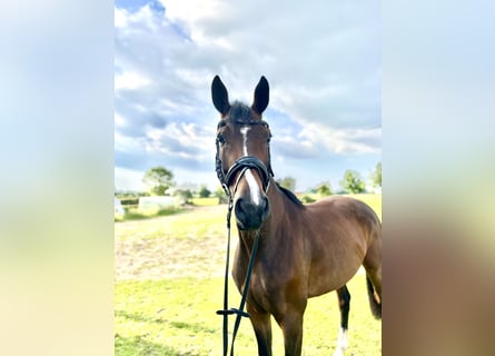 Hannoveraner, Stute, 3 Jahre, 16,1 hh, Brauner