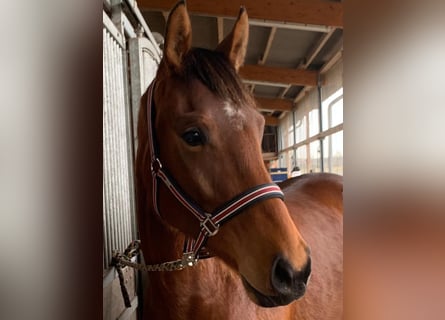 Hanoverian, Mare, 3 years, 16,1 hh, Brown