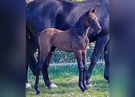 Hanoverian, Mare, 3 years, 16,1 hh, Can be white