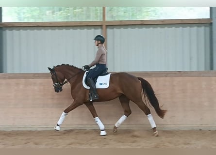 Hannoveraner, Stute, 3 Jahre, 16,1 hh, Dunkelfuchs