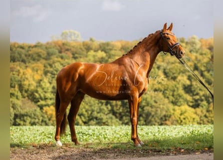 Hanoverian, Mare, 3 years, 16.1 hh, Chestnut-Red