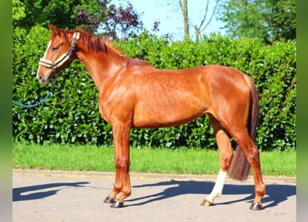 Hanoverian, Mare, 3 years, 16.1 hh, Chestnut-Red