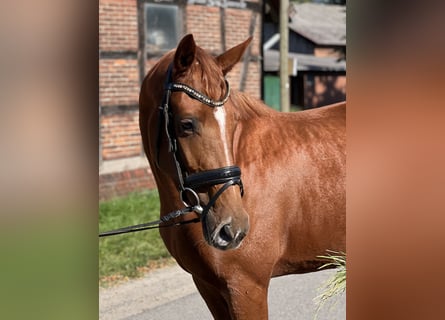 Hanoverian, Mare, 3 years, 16,1 hh, Chestnut-Red