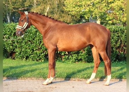 Hanoverian, Mare, 3 years, 16,1 hh, Chestnut-Red