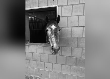 Hanoverian, Mare, 3 years, 16,1 hh, Gray-Dark-Tan