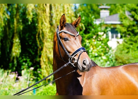 Hanoverian, Mare, 3 years, 16,2 hh, Brown