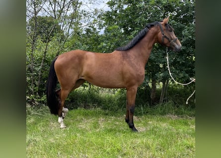 Hanoverian, Mare, 3 years, 16.2 hh, Brown