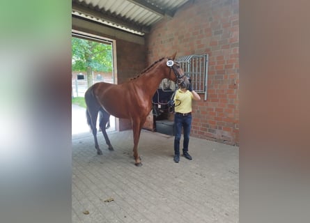 Hanoverian, Mare, 3 years, 16,2 hh, Chestnut