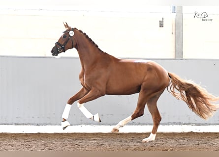 Hanoverian, Mare, 3 years, 16,2 hh, Chestnut-Red