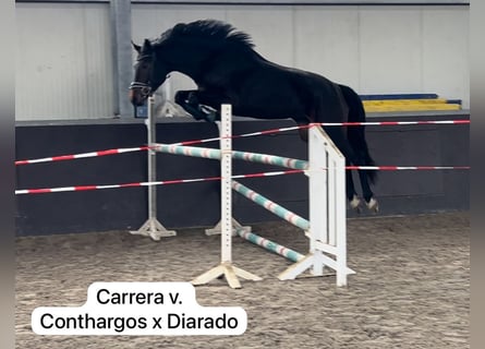 Hanoverian, Mare, 3 years, 16,2 hh, Smoky-Black