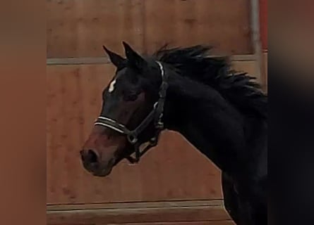 Hanoverian, Mare, 3 years, 16 hh, Bay-Dark