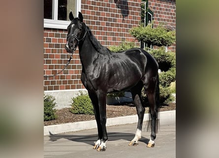 Hanoverian, Mare, 3 years, 16 hh, Black