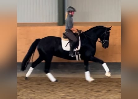 Hanoverian, Mare, 3 years, 16 hh, Black