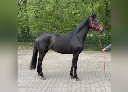 Hanoverian, Mare, 3 years, 16 hh, Black