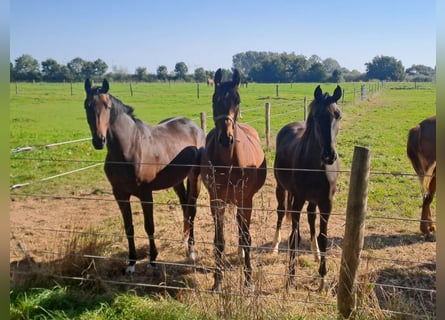 Hanoverian, Mare, 3 years, 16 hh, Brown