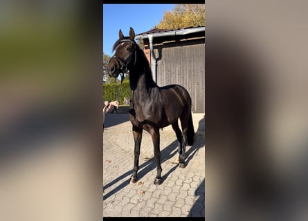 Hanoverian, Mare, 3 years, 16 hh, Brown