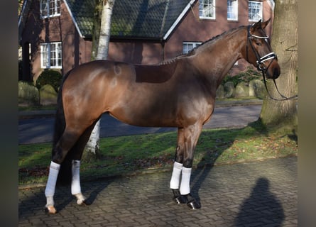 Hanoverian, Mare, 3 years, 16 hh, Brown