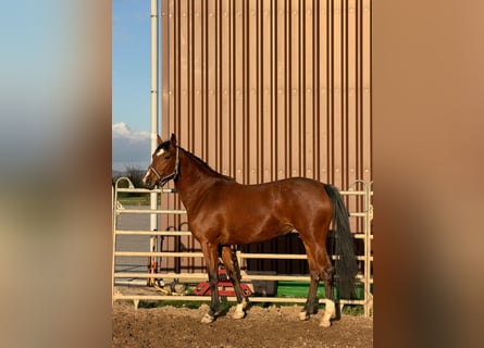 Hanoverian, Mare, 3 years, 16 hh, Brown