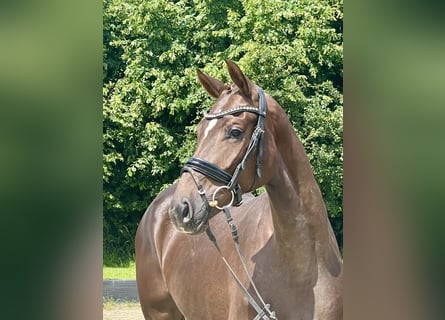 Hanoverian, Mare, 3 years, 16 hh, Chestnut