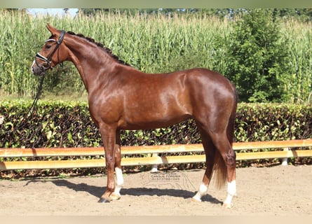 Hanoverian, Mare, 3 years, 16 hh, Chestnut