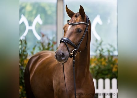 Hanoverian, Mare, 3 years, 16 hh, Chestnut