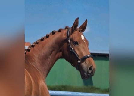 Hanoverian, Mare, 3 years, 16 hh, Chestnut-Red