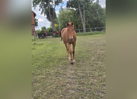Hanoverian, Mare, 3 years, 16 hh, Chestnut-Red